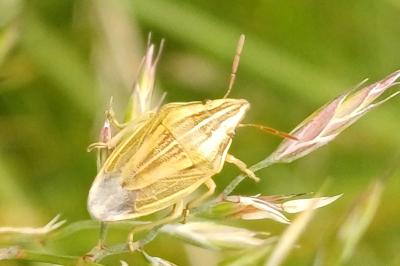 Aelia acuminata