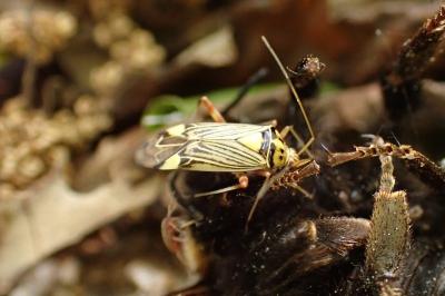 Rhabdomiris striatellus