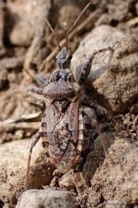 Coranus griseus