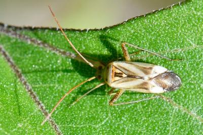 Adelphocoris lineolatus