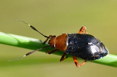 Capsus ater