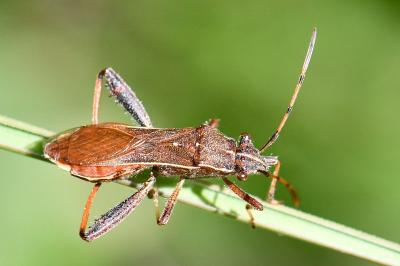 Camptopus lateralis