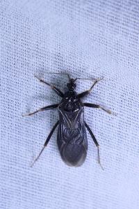 Reduvius personatus