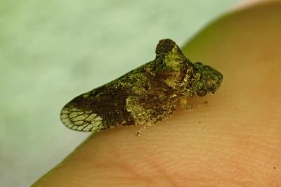 Ledra aurita
