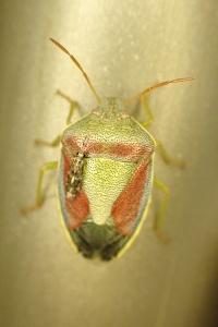 Piezodorus lituratus