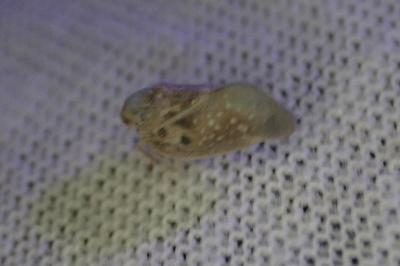 Metcalfa pruinosa