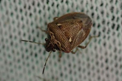 Eysarcoris ventralis