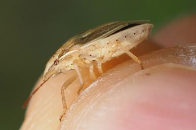 Aelia acuminata
