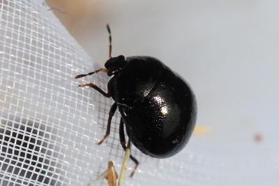 Coptosoma scutellatum