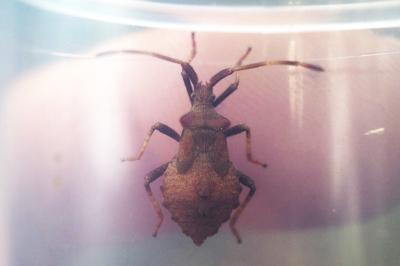 Coreus marginatus