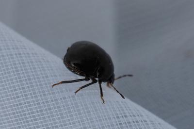 Coptosoma scutellatum