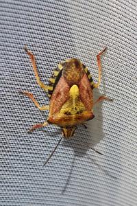 Carpocoris purpureipennis