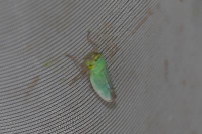 Cicadella viridis