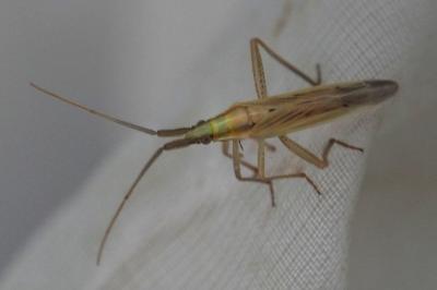 Stenodema laevigata