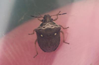 Eysarcoris aeneus