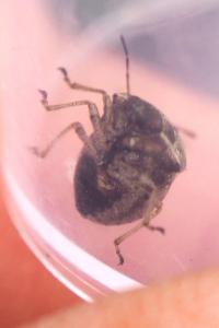 Eysarcoris aeneus