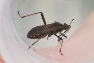 Alydus calcaratus