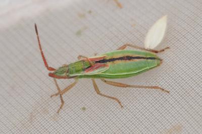 Myrmus miriformis