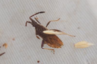 Coriomeris