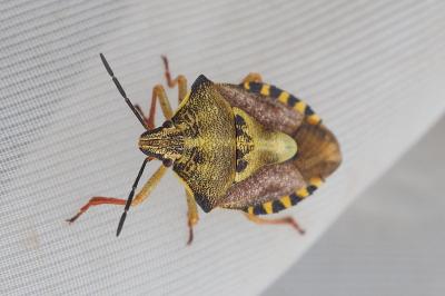 Carpocoris purpureipennis