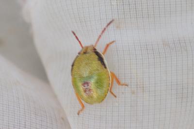 Piezodorus lituratus