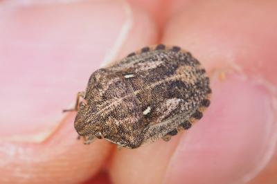 Eurygaster maura