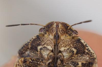 Eurygaster maura