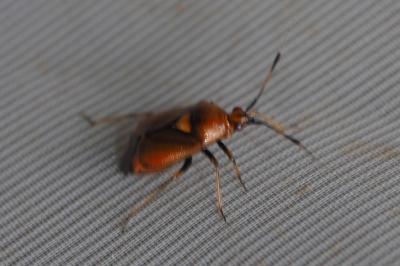 Deraeocoris ruber