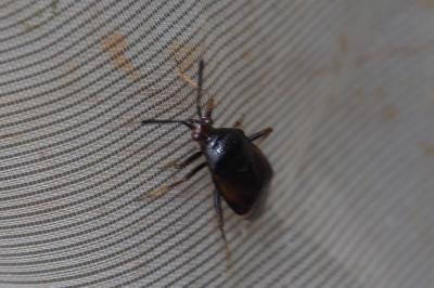 Deraeocoris ruber