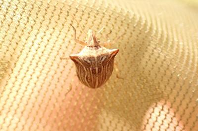Ancyrosoma leucogrammes