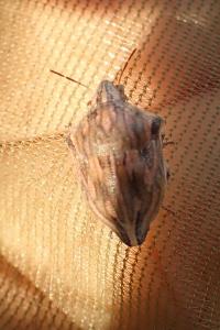 Odontotarsus robustus
