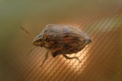Odontotarsus robustus