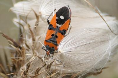 Lygaeus equestris