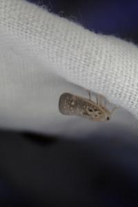 Metcalfa pruinosa