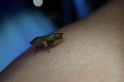 Aphrophora alni