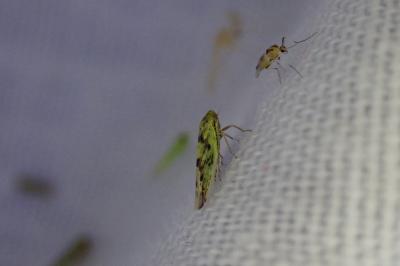 Balclutha punctata
