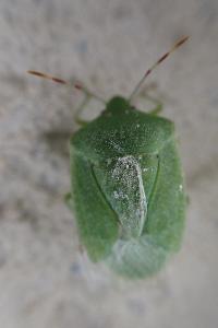 Nezara viridula