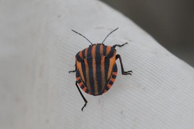 Graphosoma italicum