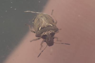 Eysarcoris aeneus