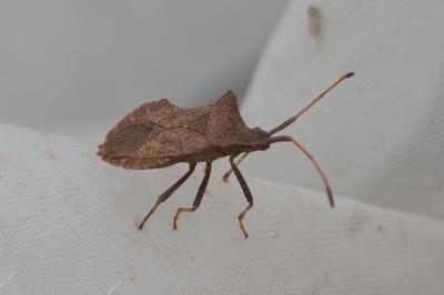 Coreus marginatus