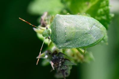 Nezara viridula