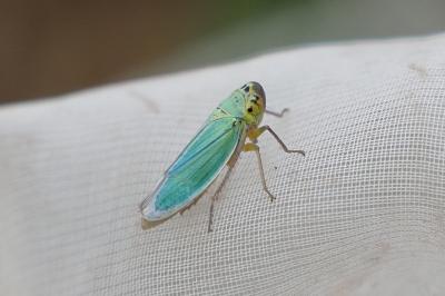 Cicadella viridis