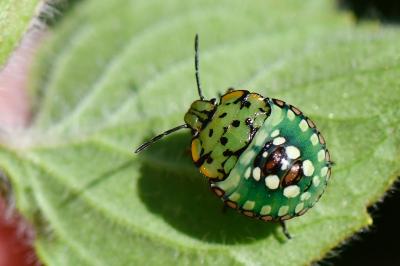Nezara viridula