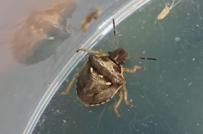 Eysarcoris aeneus