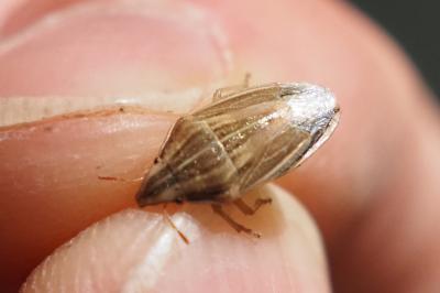Aelia acuminata
