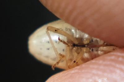 Aelia acuminata