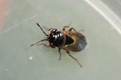 Geocoris megacephalus