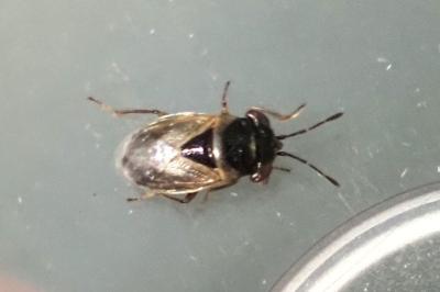 Geocoris megacephalus