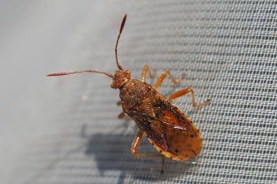 Rhopalus maculatus