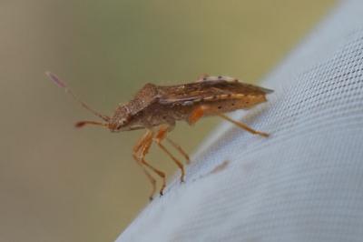 Rhopalus maculatus